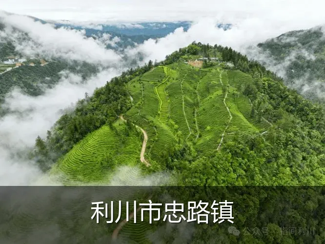 利川市忠路镇